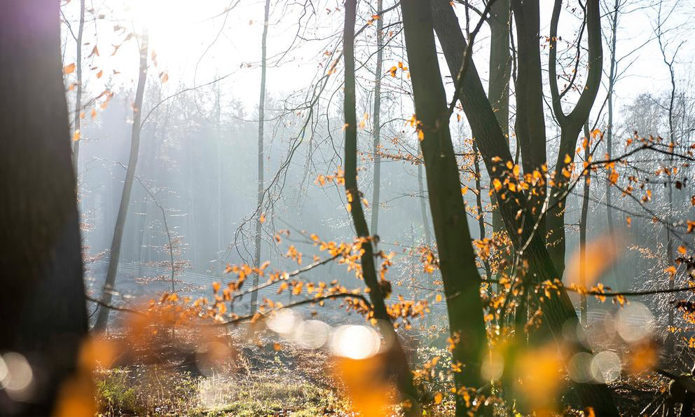 lavera forstet Bäume am Stemmer Berg im Calenberger Land auf