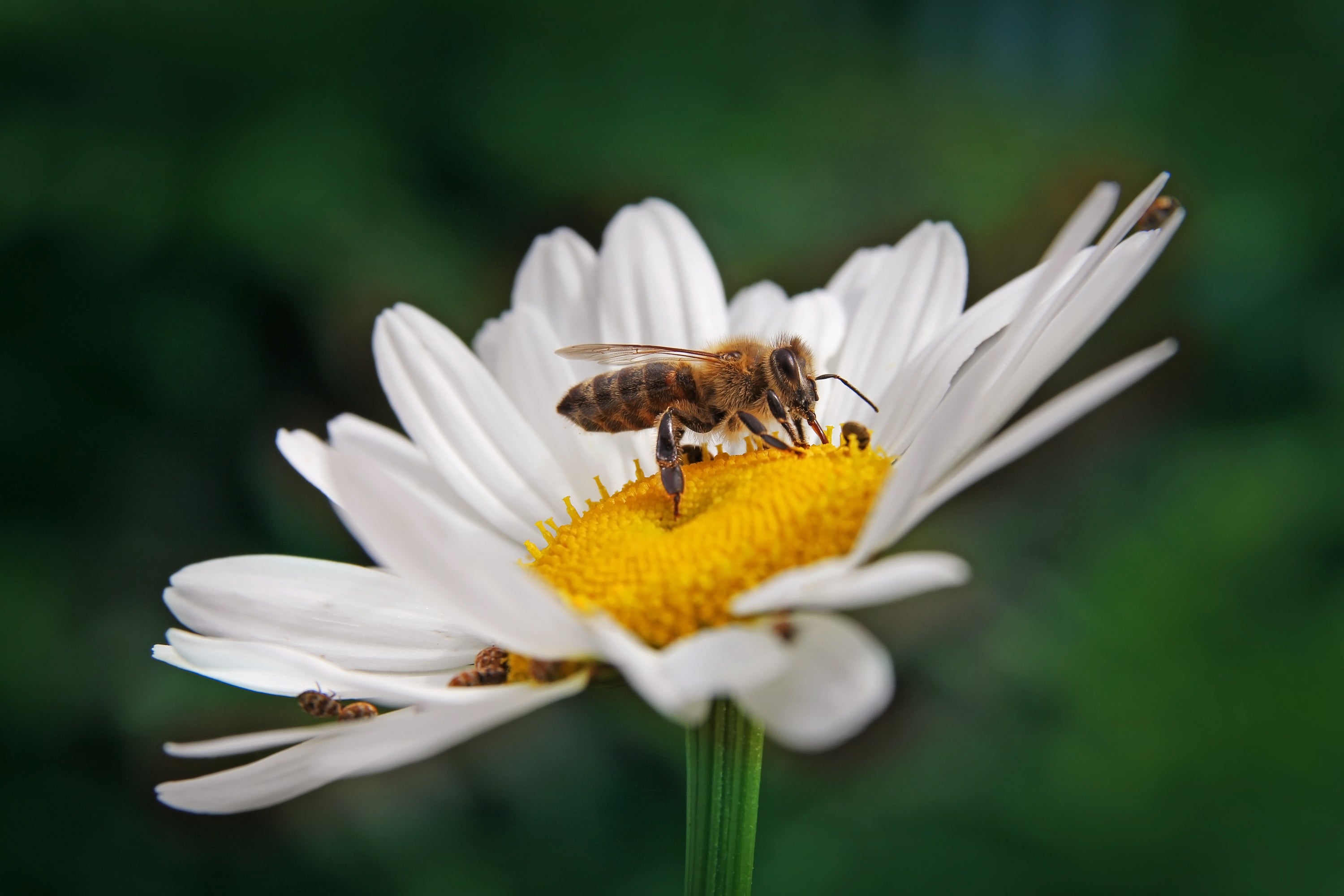 Nahaufnahme einer Biene, die auf einer offenen weißen Blüte sitzt