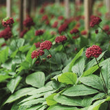 lavera Deo Roll-on NATURAL & STRONG