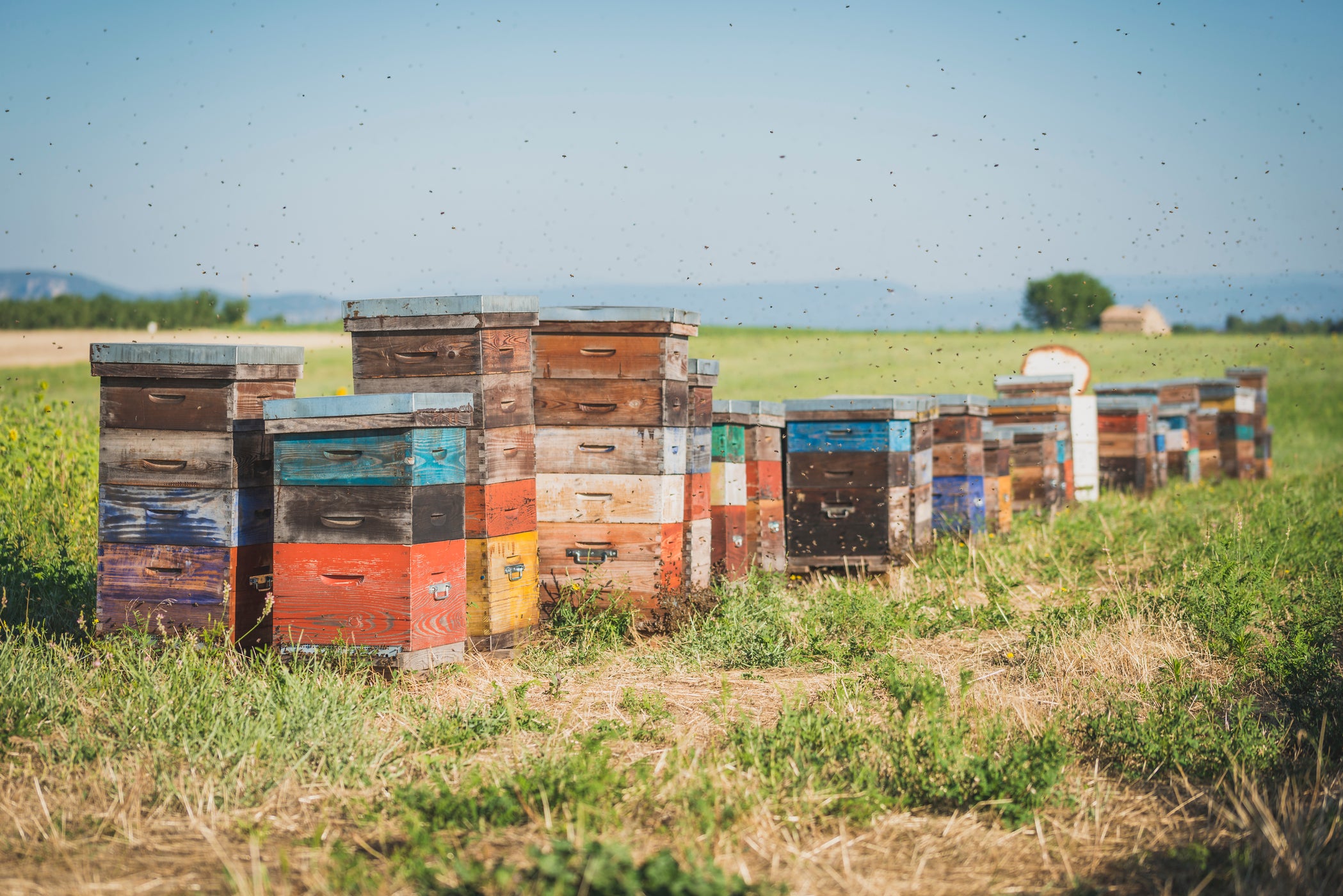 Mehrere bunte Bienenstöcke aus Holz auf einer Wiese aufgereiht