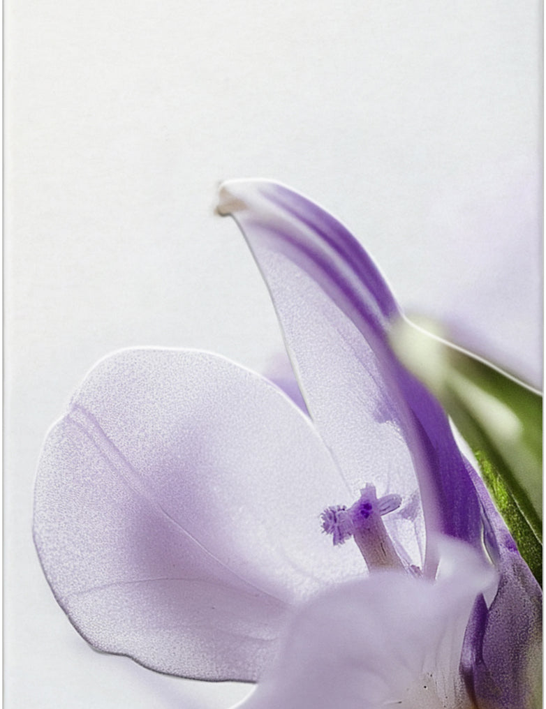 lavera Cellulite 2-Phasen Body Serum