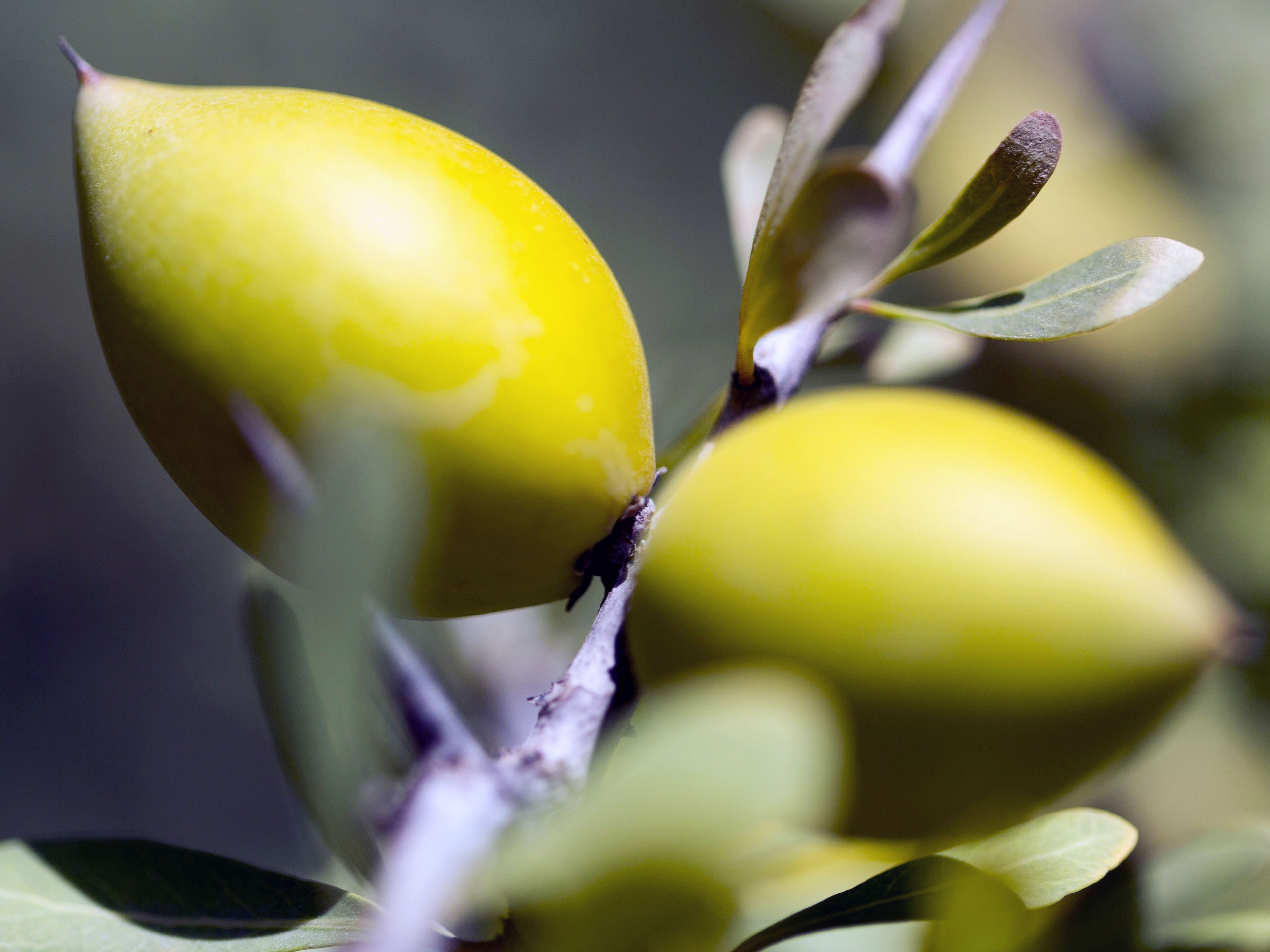 Gelbe Arganfrüchte am Zweig mit grünen Blättern in Nahaufnahme.