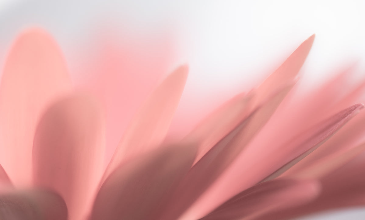 Closeup rosaner Blütenblätter