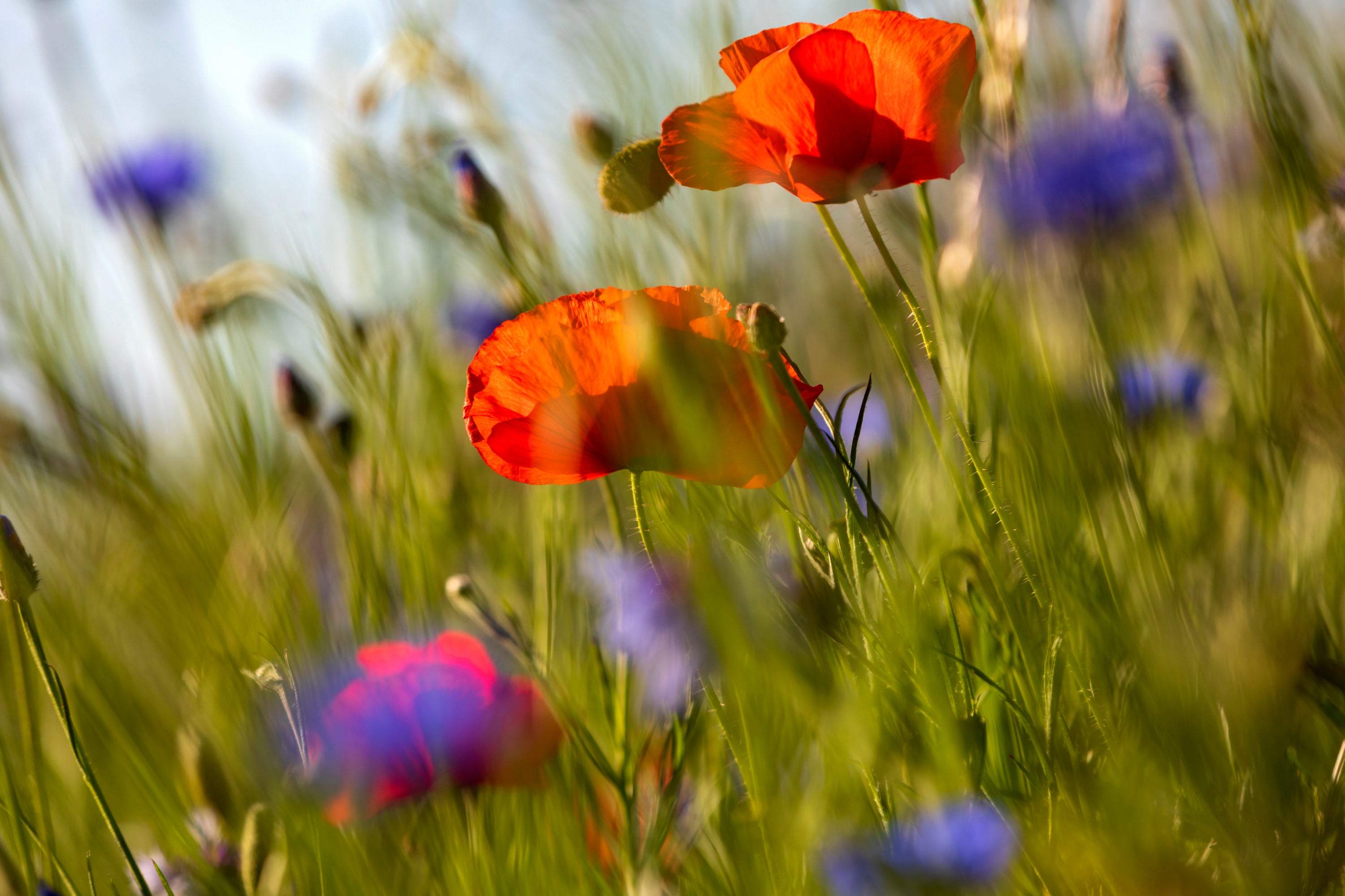 Rote und blaue Kornblumen in einem Feld
