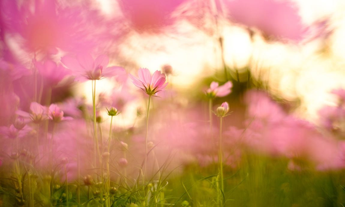 Rosa Blumenwiese im warmen Sonnenlicht