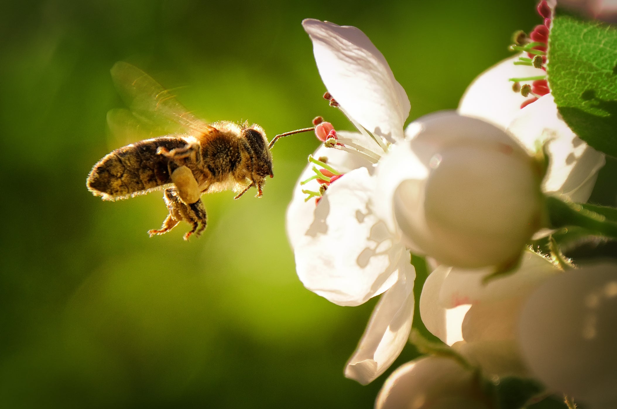 Biene fliegt auf eine geöffnete Blüte zu