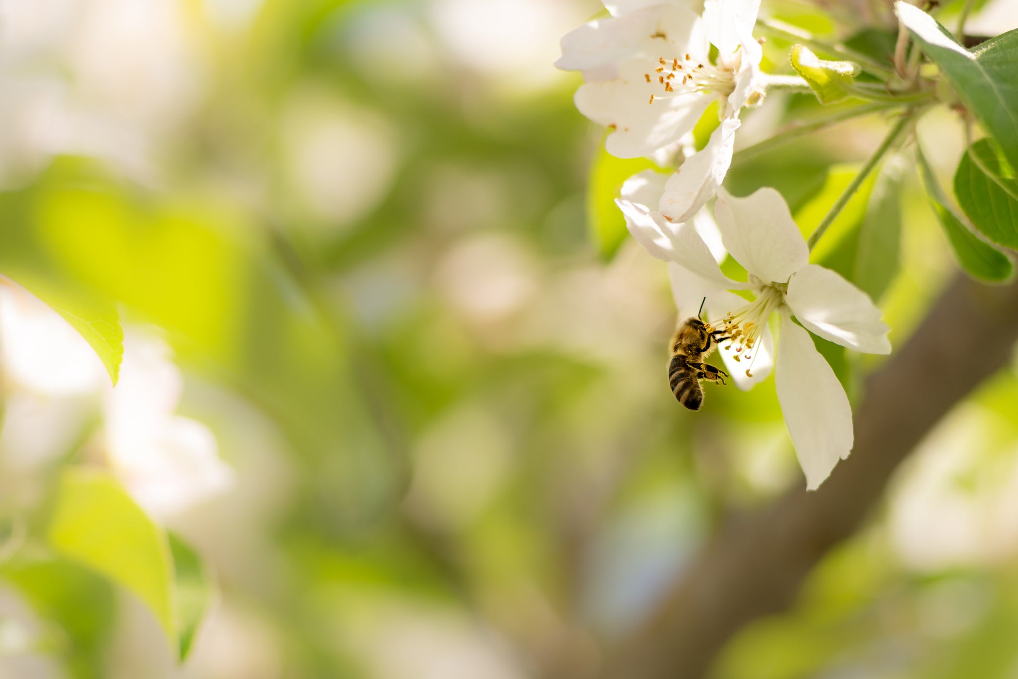 Biene sitzt auf einer geöffneten weißen Blüte und trinkt