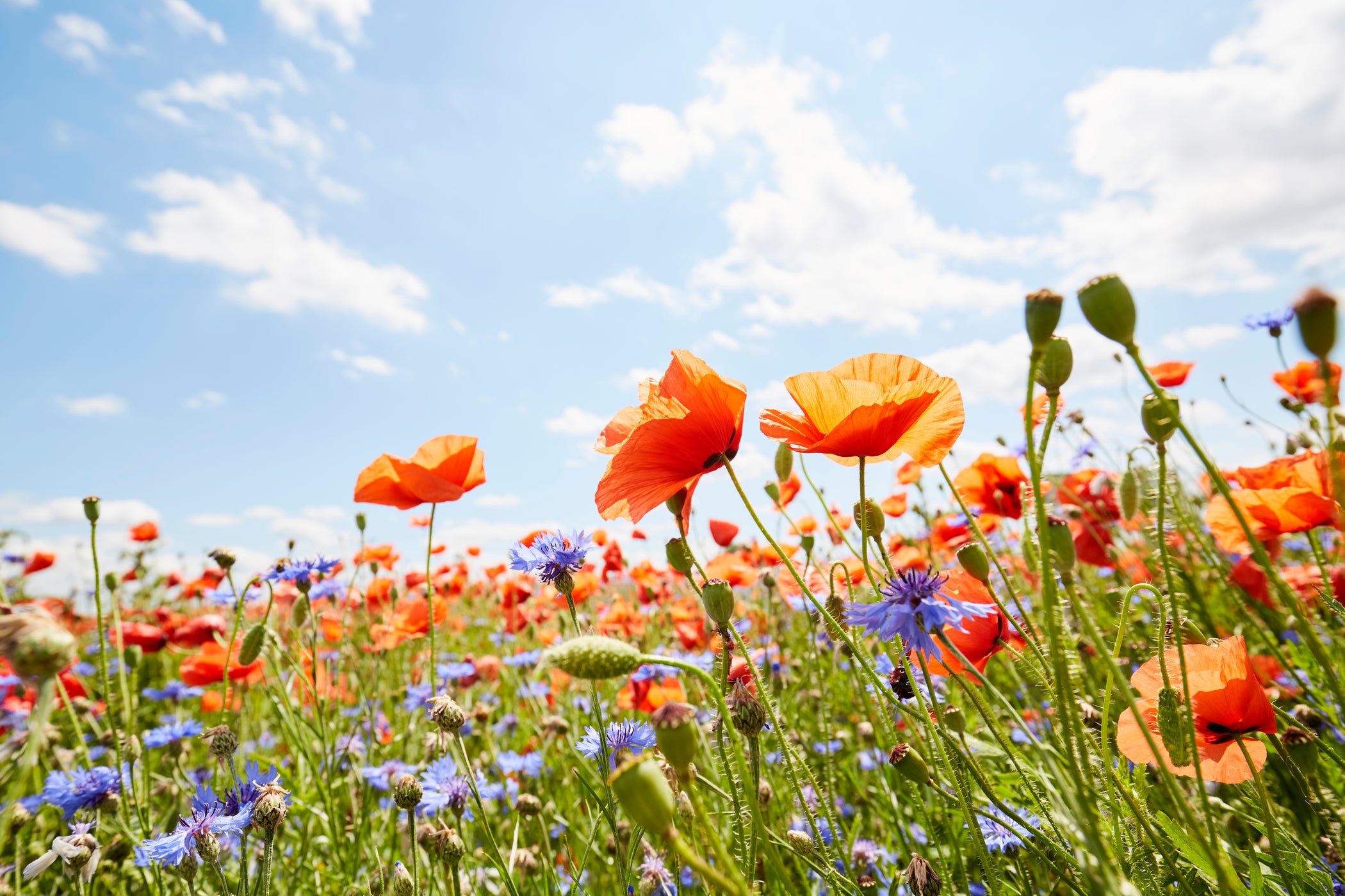 Feld mit roten und blauen Kornblumen