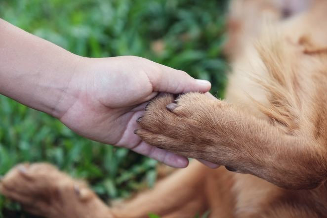 Hand hält Hundepfote, Nahaufnahme als Symbol für Vertrauen
