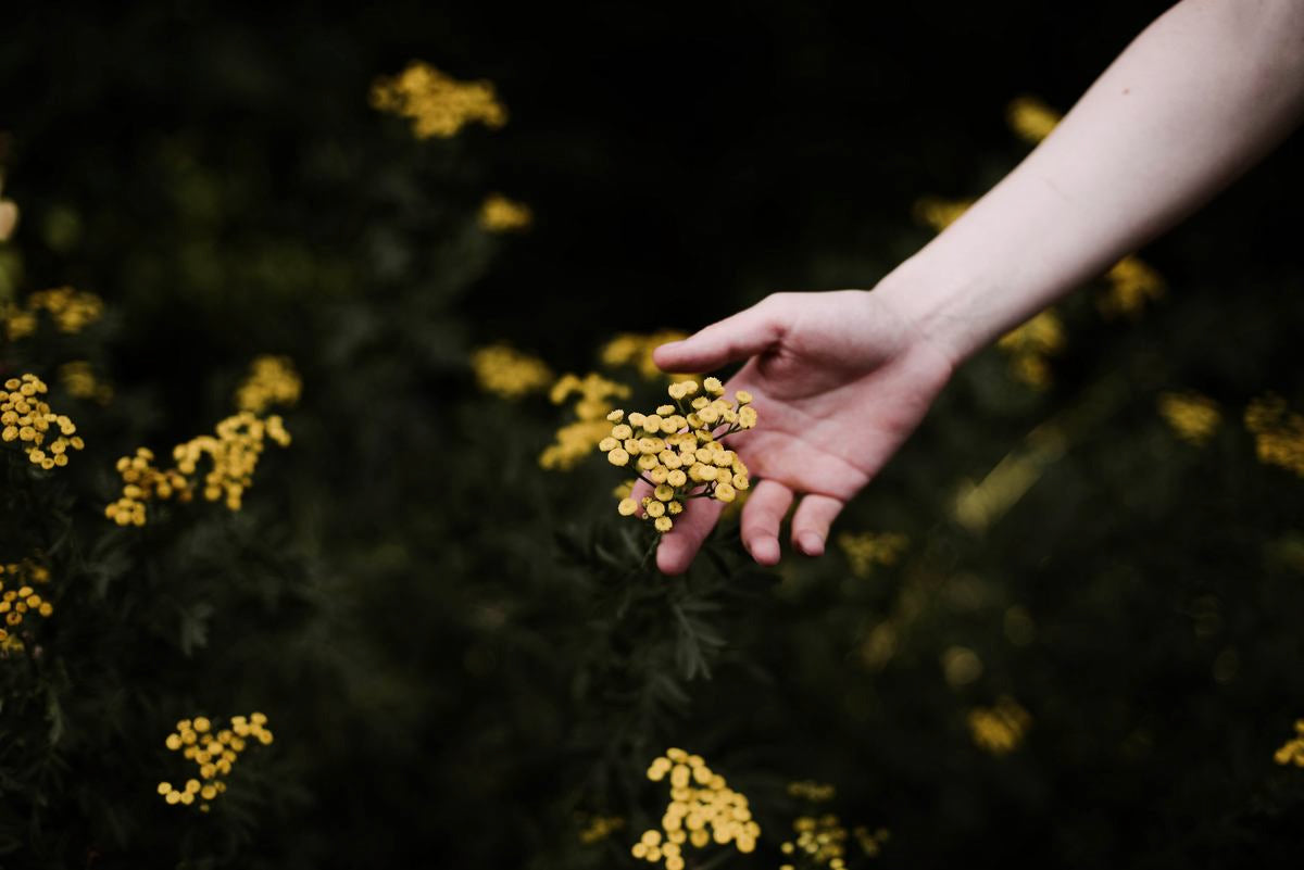 Hand hält gelbe Blüten im Grünen, Naturmotiv