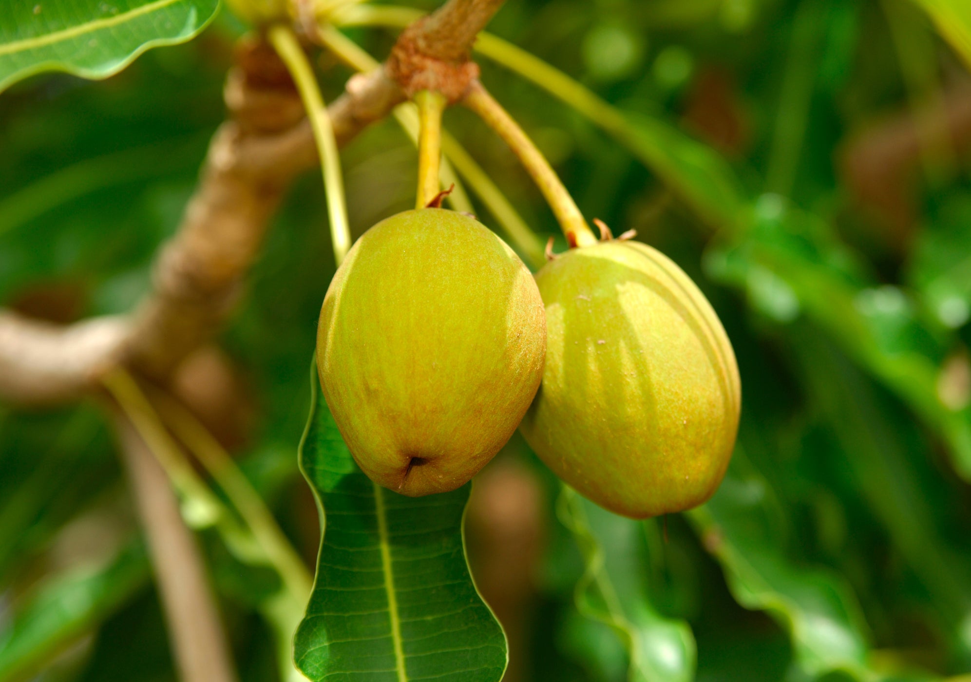 Naturaufnahme einer Sojapflanze mit gruenen Blaettern und gruenen Huelsen in Nahaufnahme