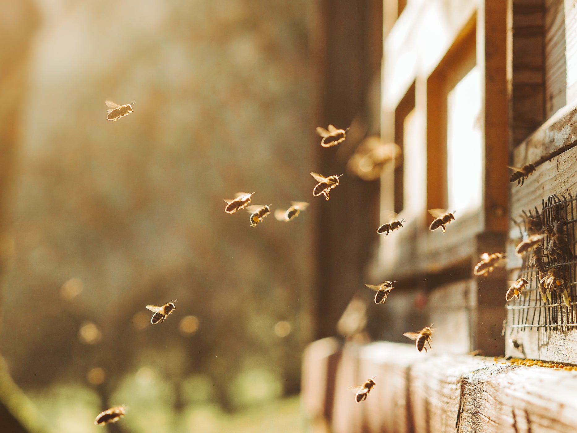Ein Schwarm Bienen fliegt in einem Bienenstock aus Holz