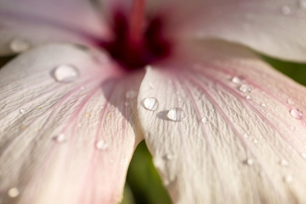 Nahaufnahme einer Hibiskusblüte mit Wassertropfen auf den Blättern
