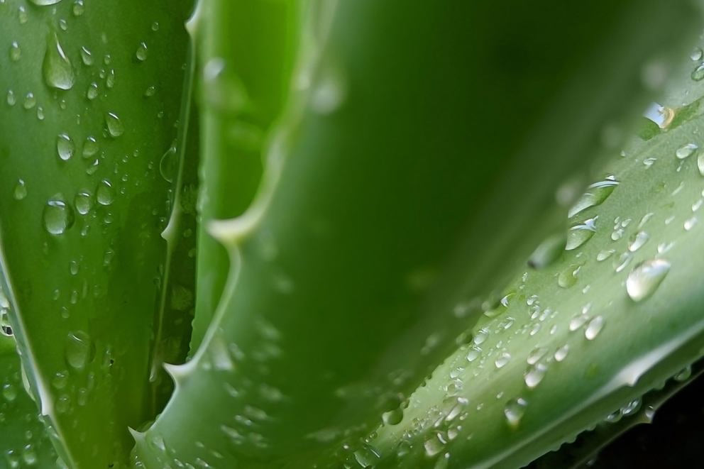 bogenhanf gelber rand Bogenhanf Sansevieria Luftreinigende Zimmerpflanze 17 cm