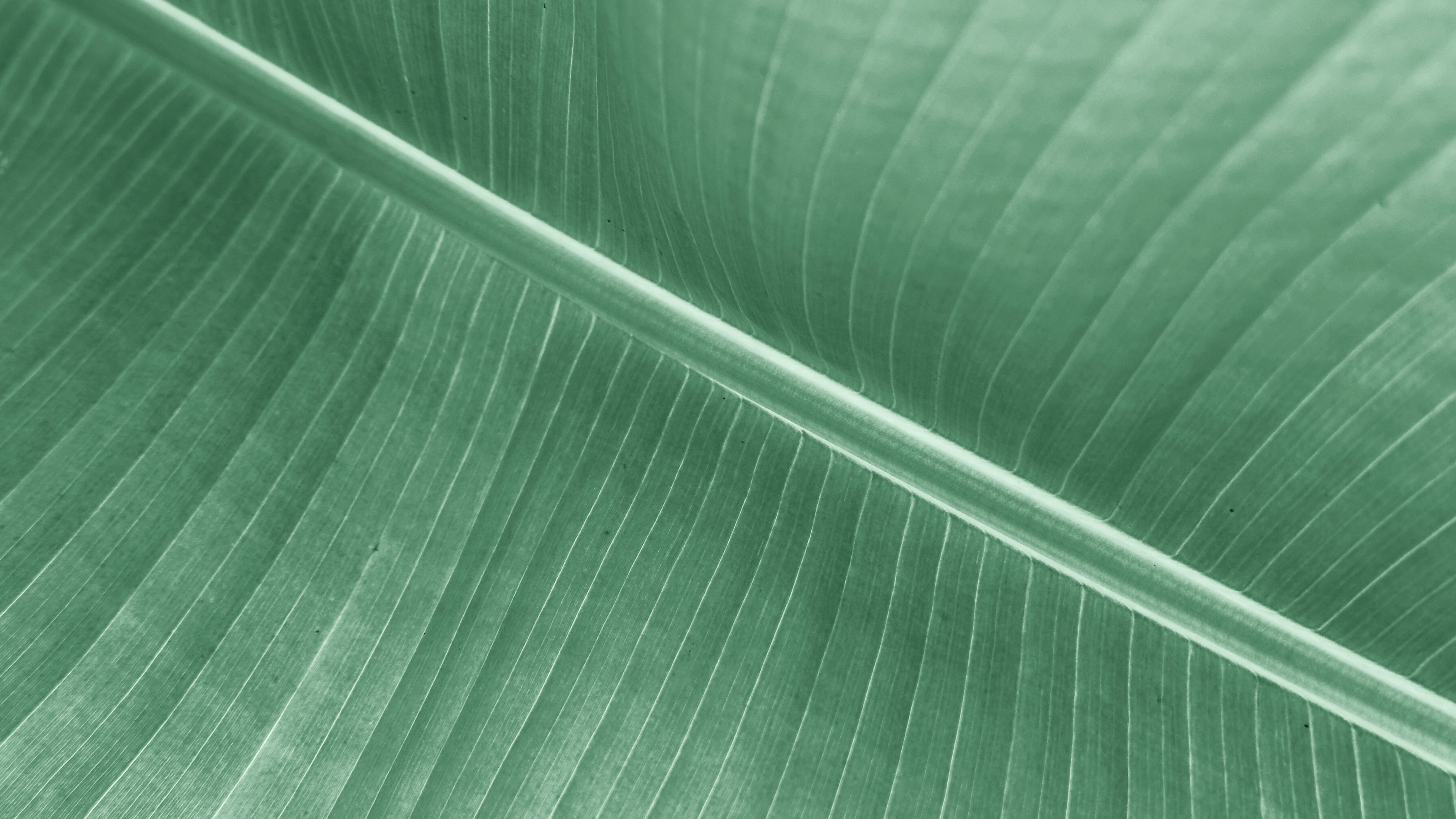 Nahaufnahme eines Blattes