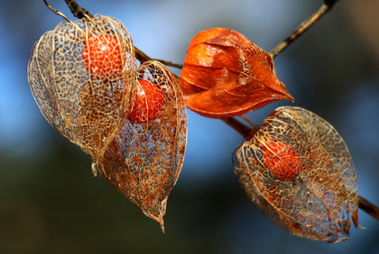 Bio-Ashwagandha