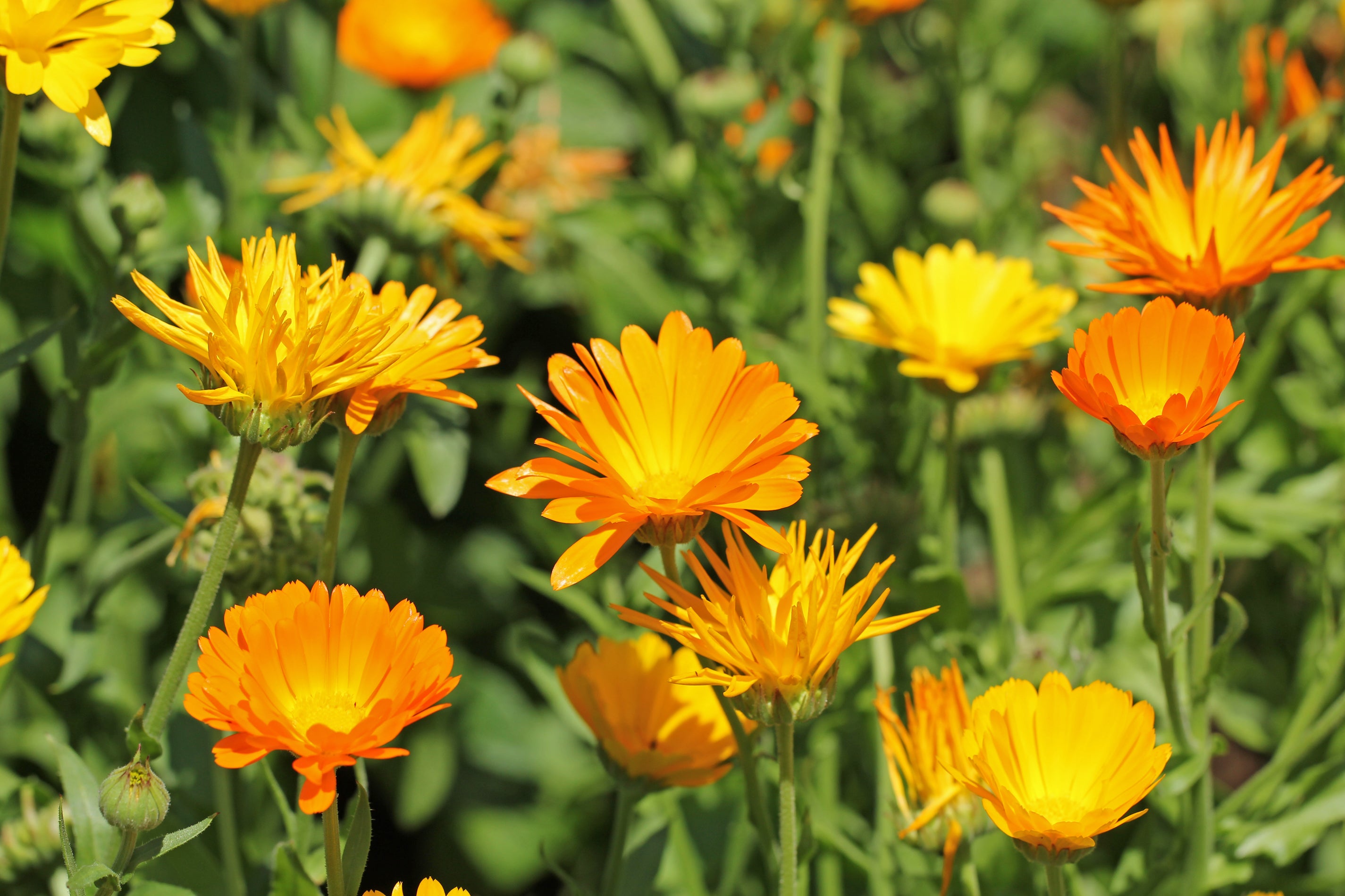 Blumenwiese mit Calendulablüten