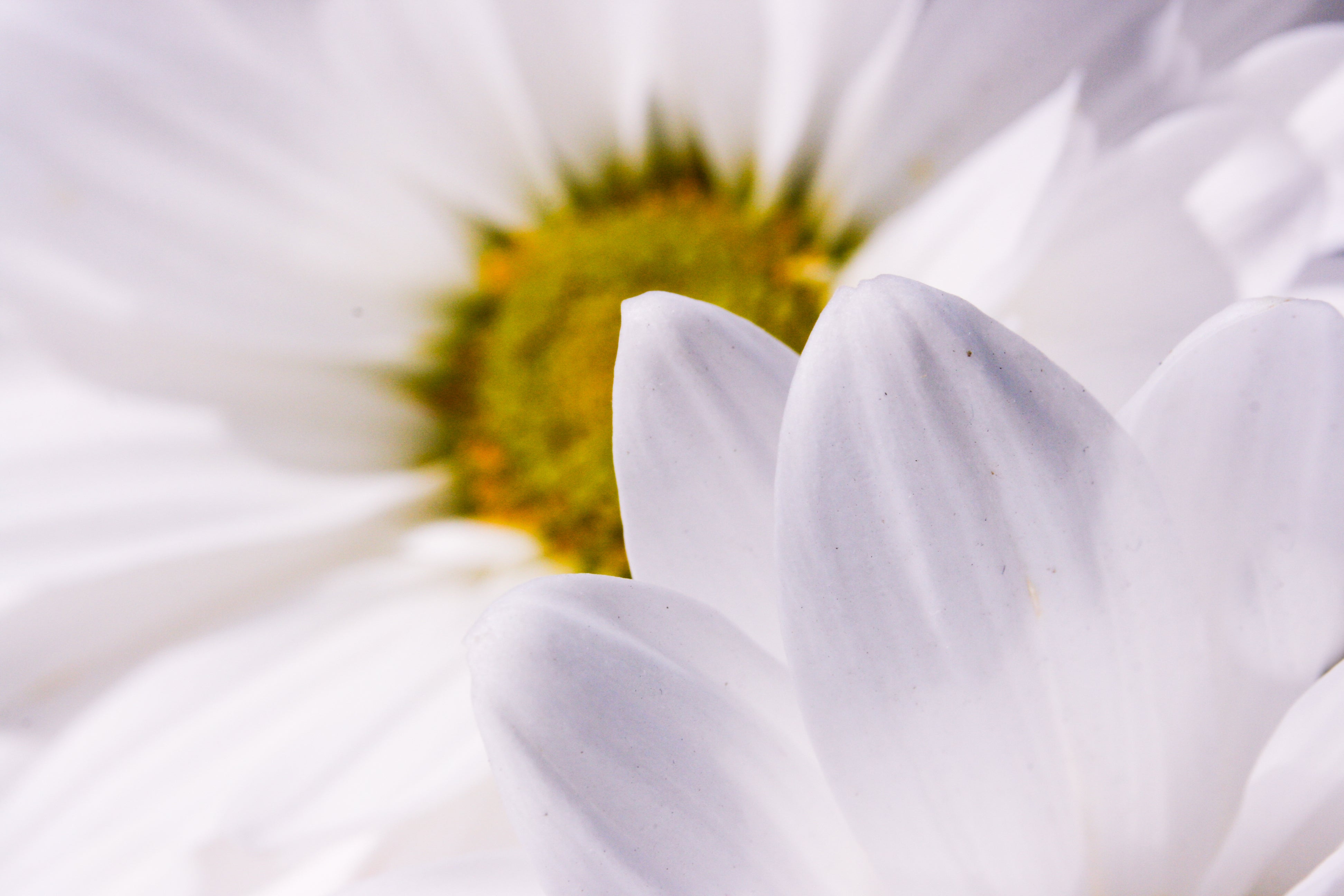 Nahaufnahme eines Gänseblümchens