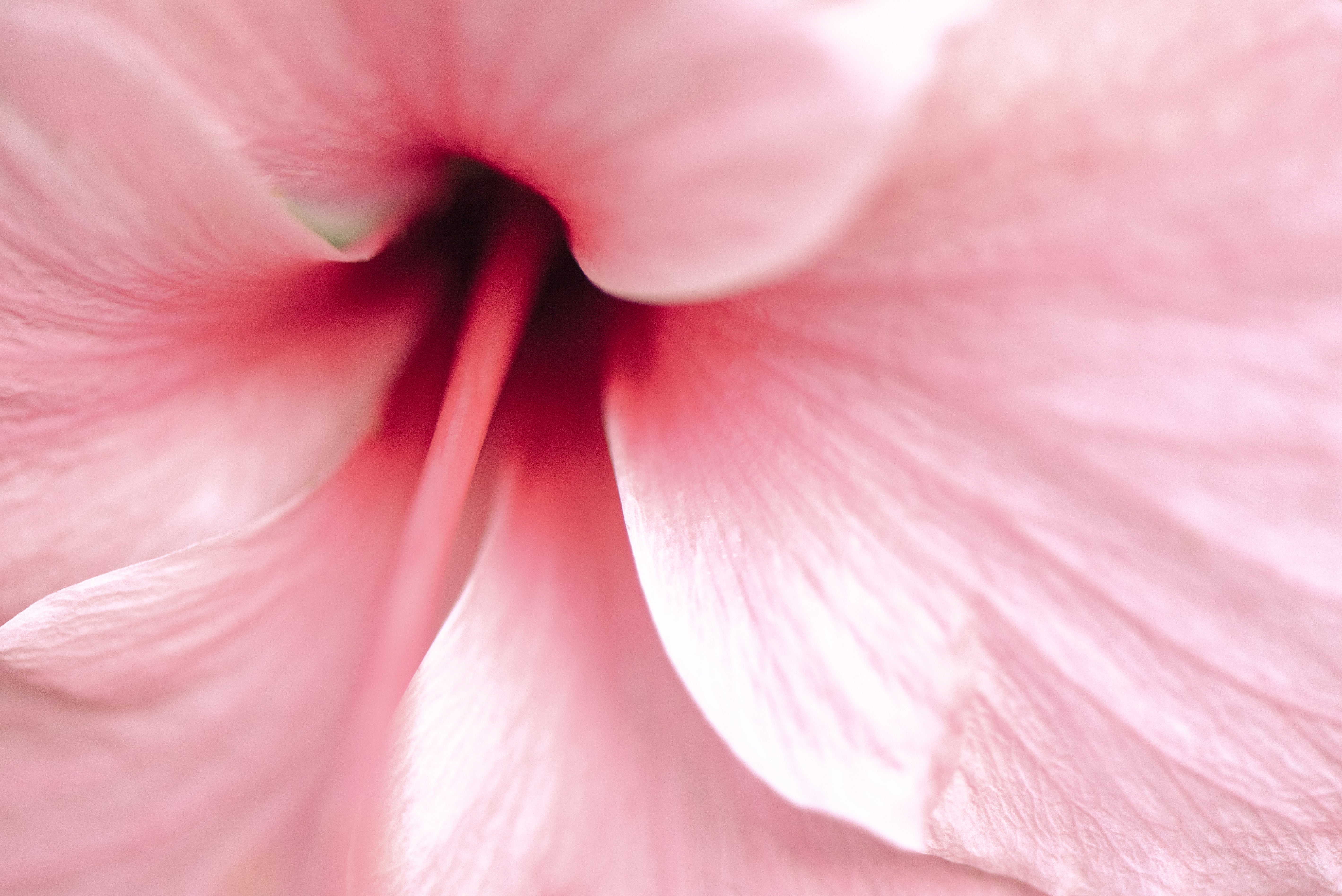 Nahaufnahme einer Hibikusblüte