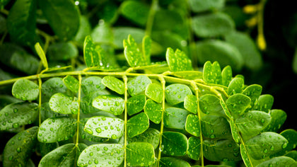 Bio-Moringa