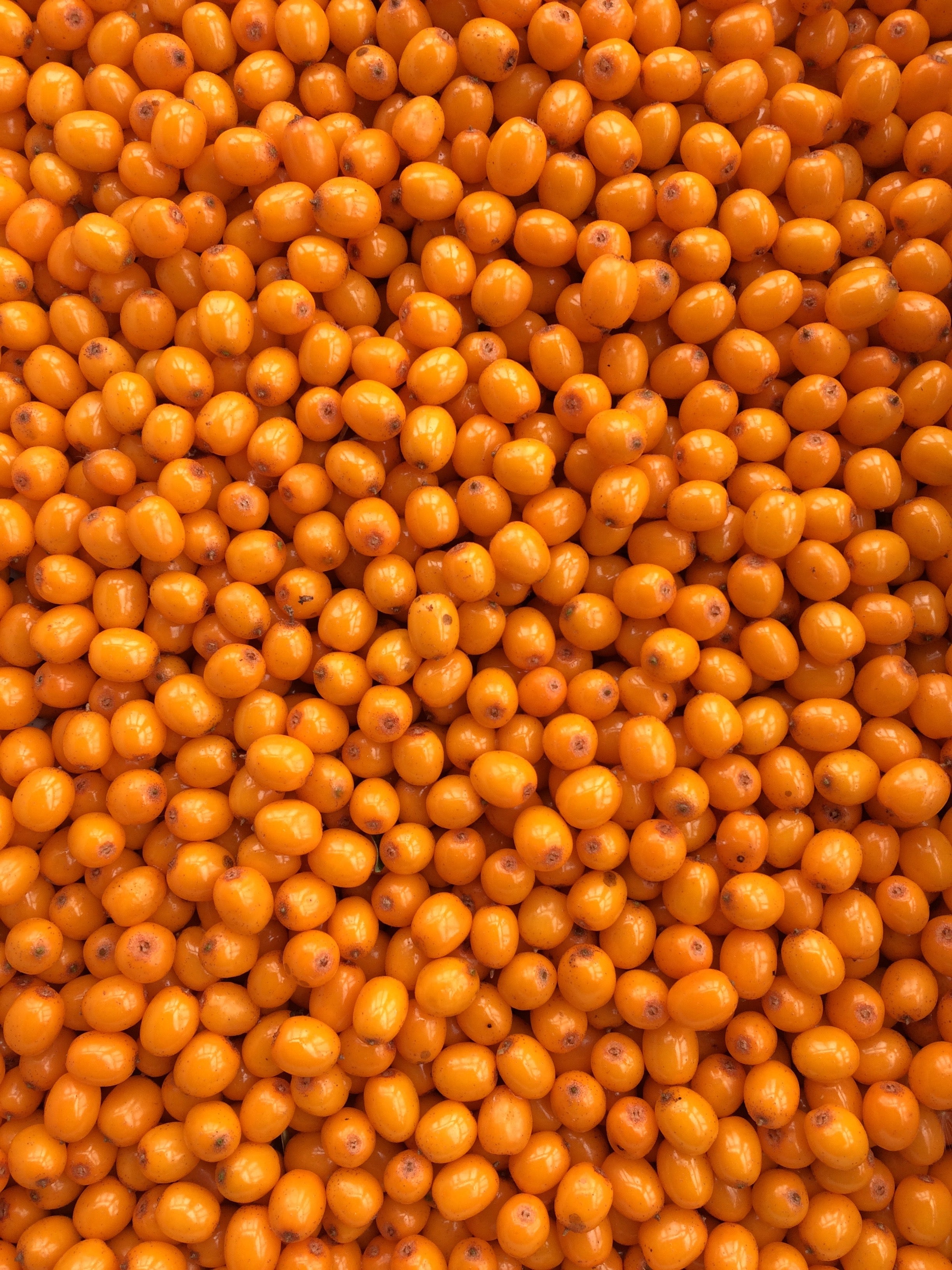 frische Sanddornfrüchte