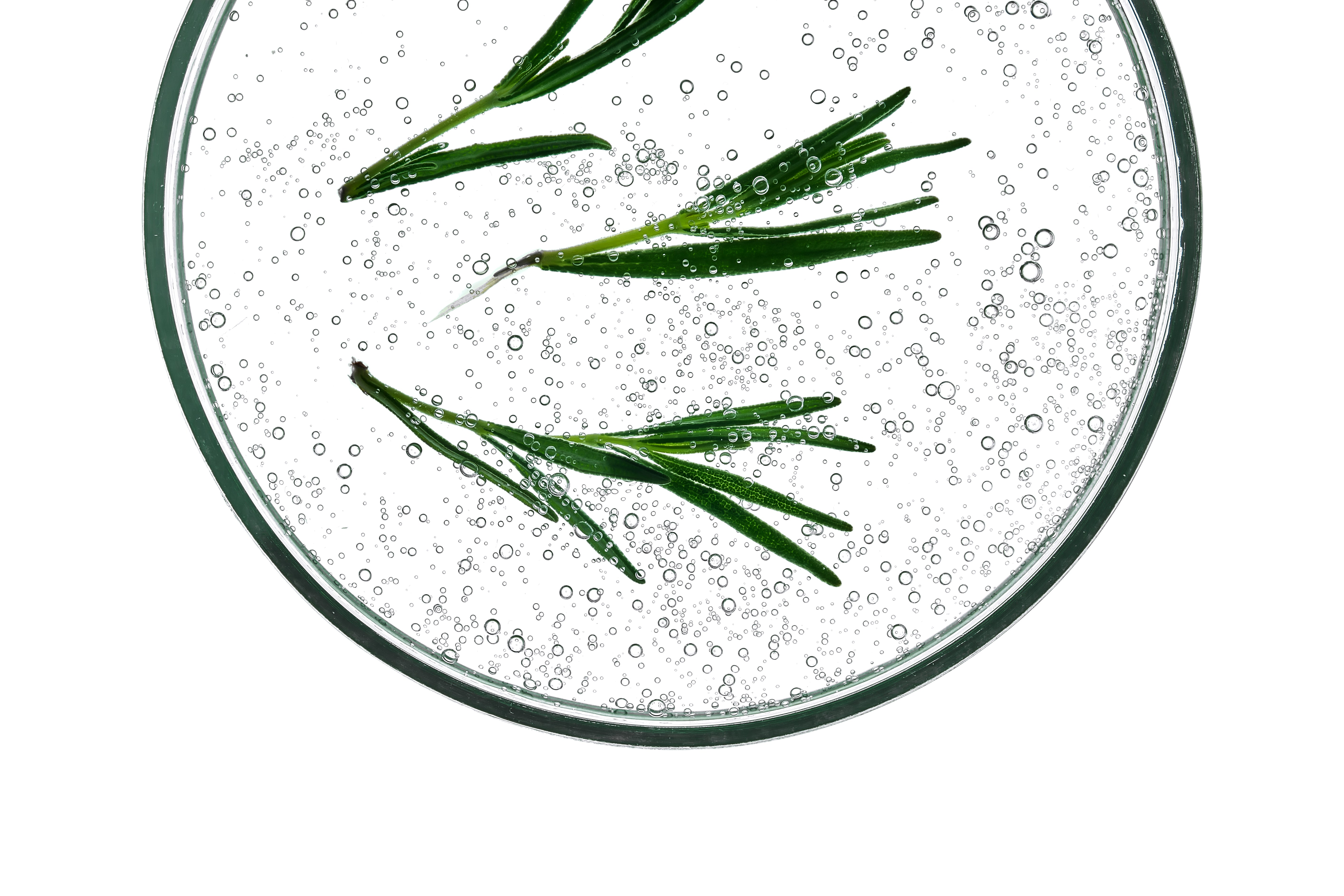 Rosmarinblätter in einer Petrischale mit Wasser und Luftblasen