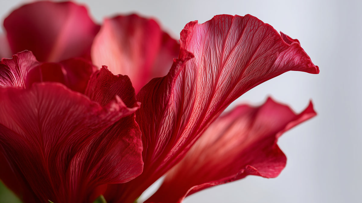 Nahaufnahme der getrockneten roten Blütenblätter einer Hibiskusblüte
