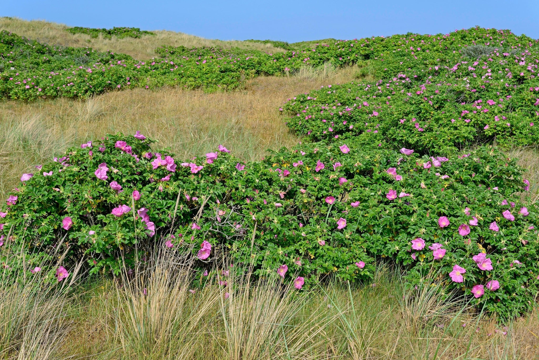 Zartrosa Blüten einer Wildrose  an sonnigem Tag.