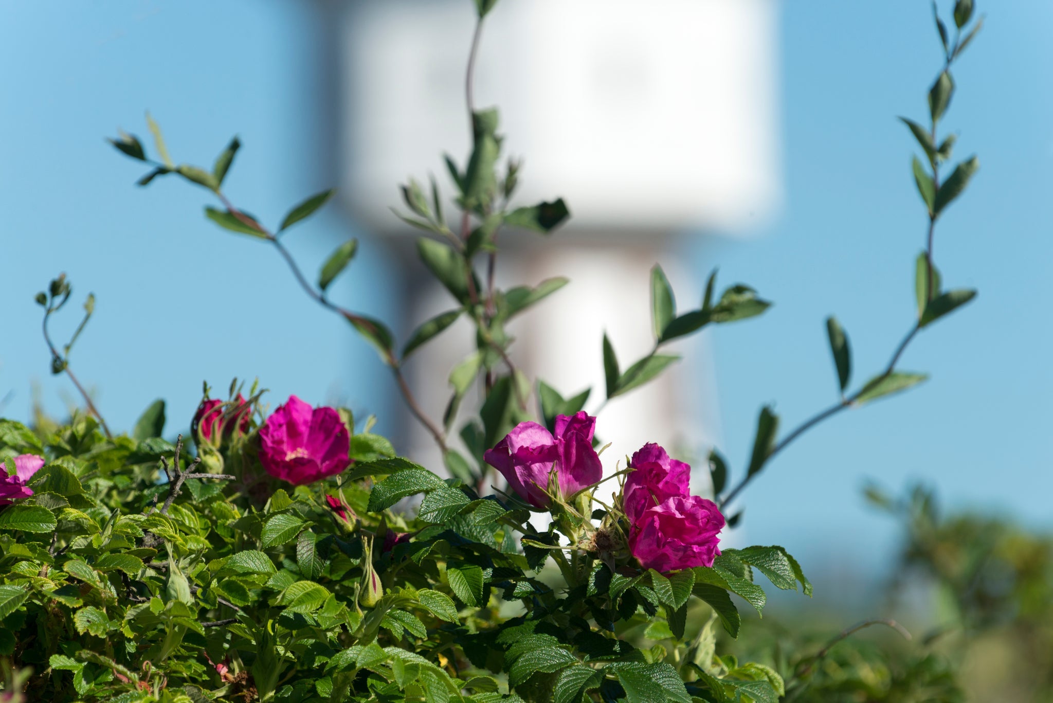 Leuchtend pinke Wildrosenblüten vor blauem Himmel mit unscharfem Hintergrund.
