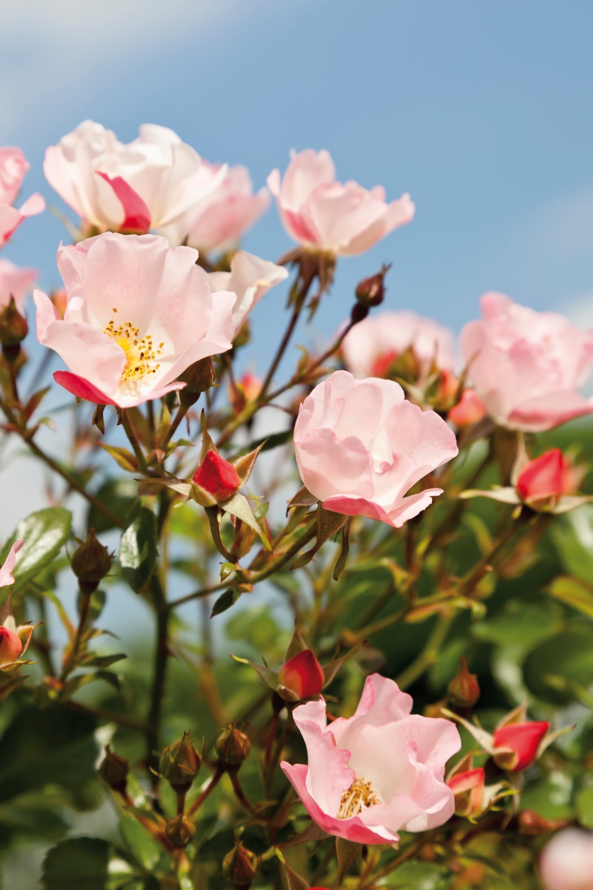 Dünenlandschaft mit zahlreichen blühenden rosa Wildrosenbüschen.