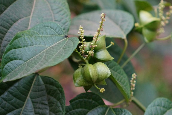 Inkanuss-Pflanze mit grüner Samenkapsel und Blättern, Nahaufnahme