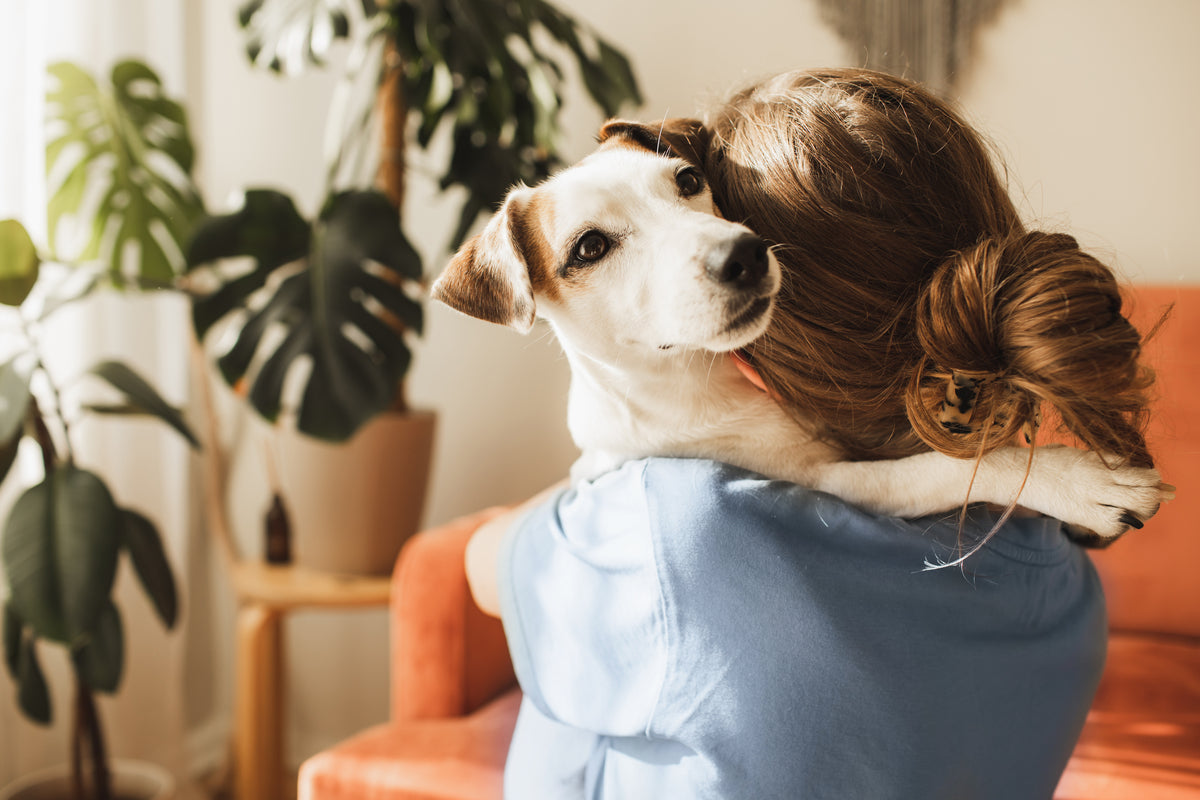 Frau mit Dutt hat einen kleinen, weiß-braunen Hund im Arm