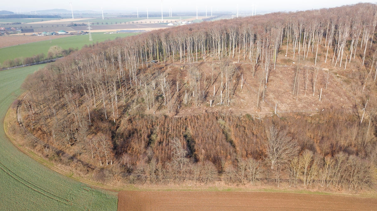 brauner Hügel von oben in LAndschaft mit kahlen Bäumen