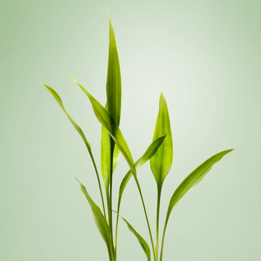 Bambusblätter auf dem hellgrünen Hintergrund