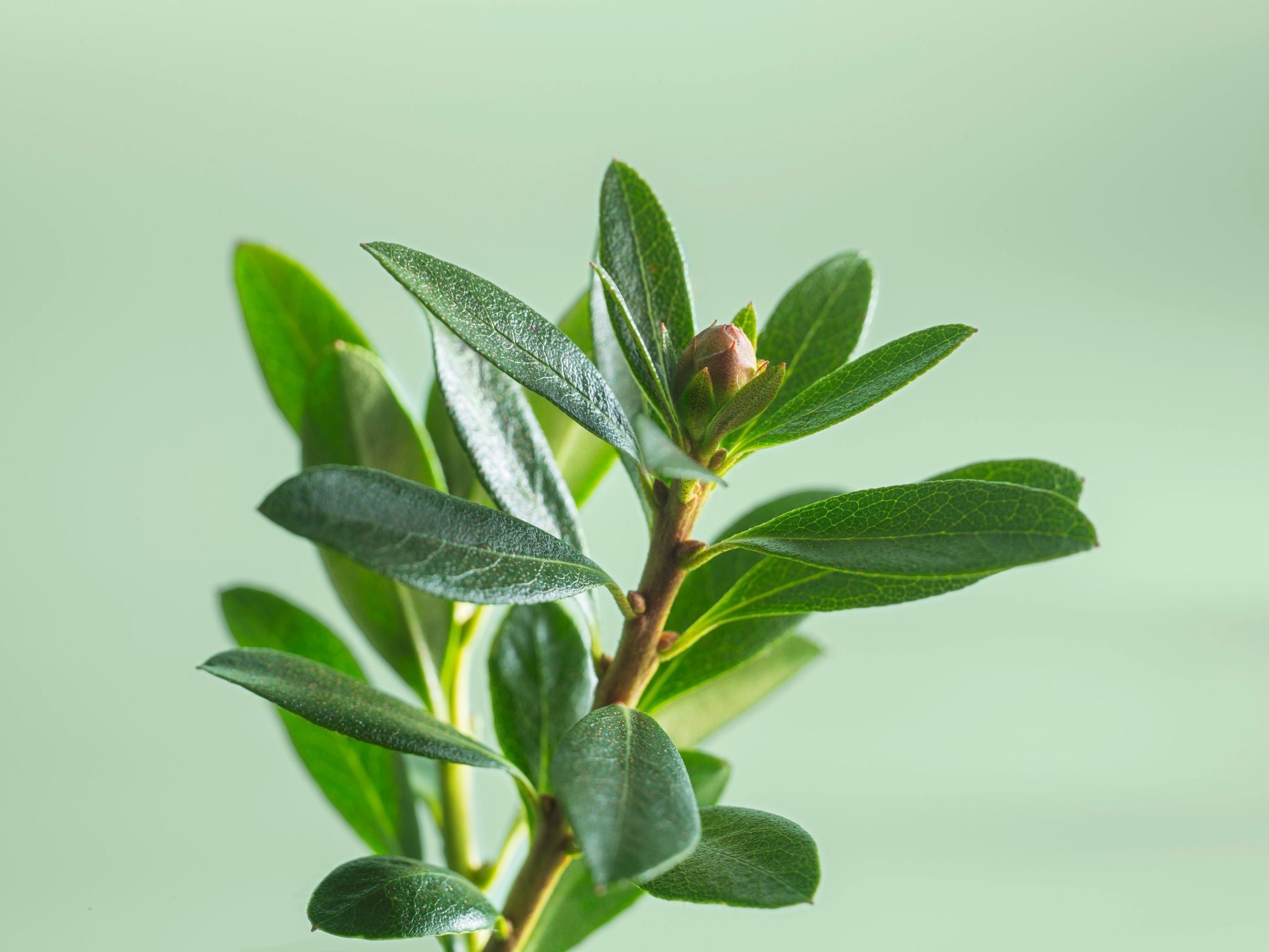 Acnylis - Inhaltsstoff Pure Beauty