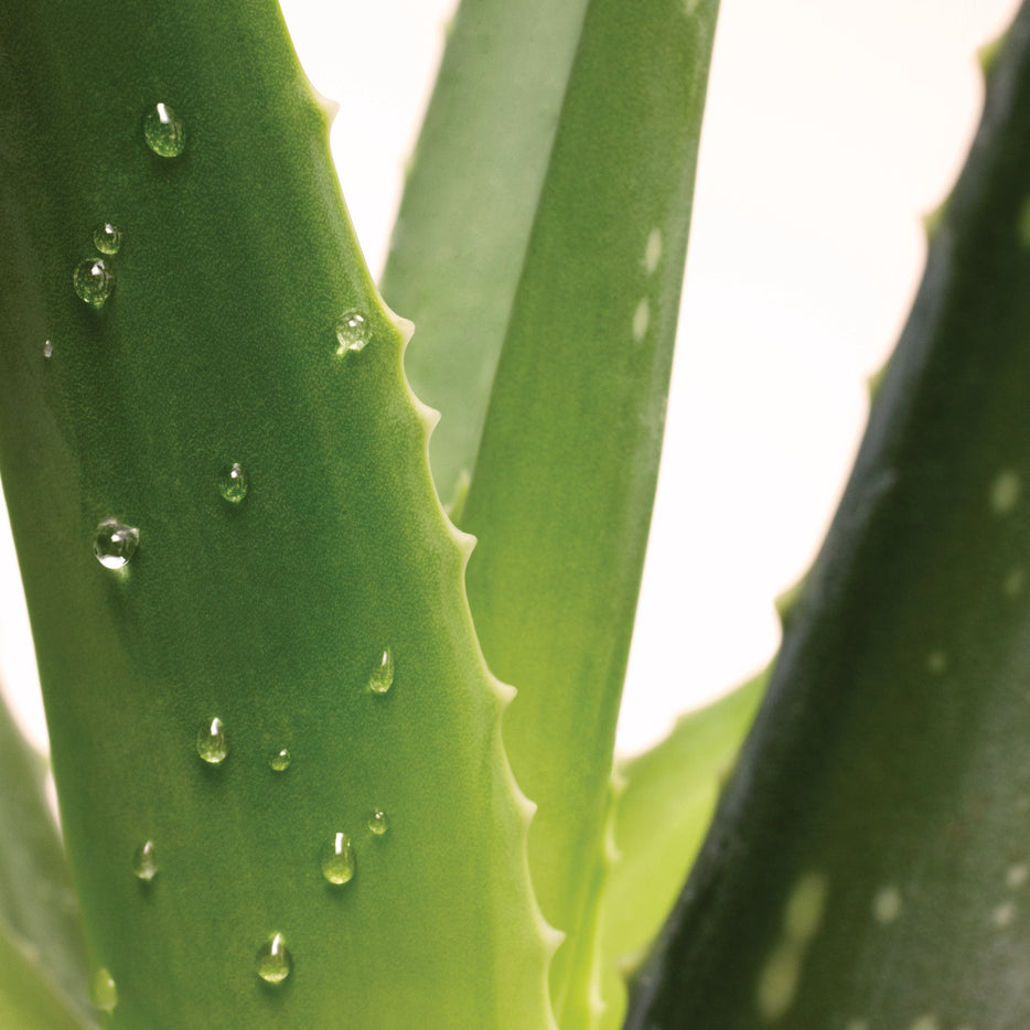 Nahaufnahme von frischen Aloe Vera Blättern mit Wassertropfen