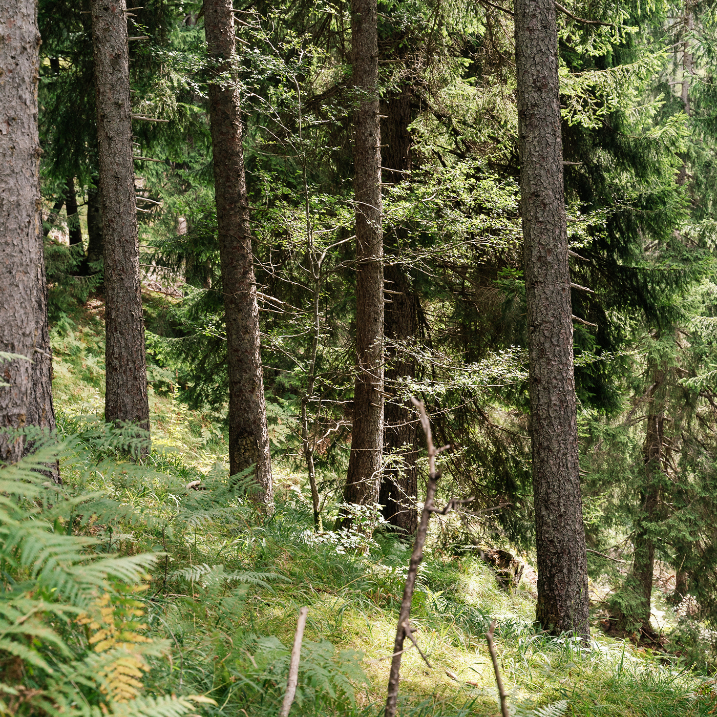 Dichter grüner Wald mit Farn