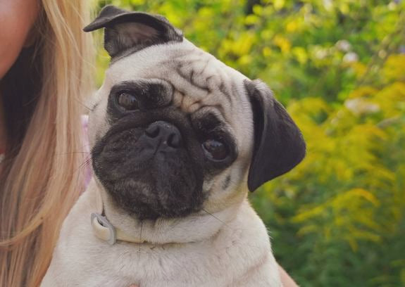 Mops wird im Arm gehalten, Nahaufnahme des Hundes