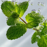 lavera Pflegeshampoo Fresh & Clear (AI-generated image)
