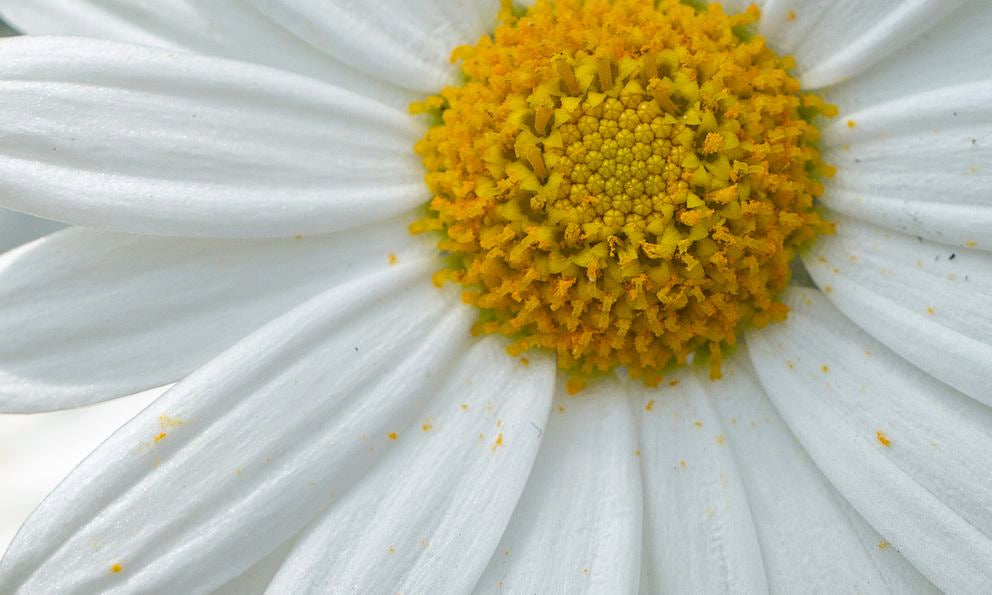 Gänseblümchen Blüte in Nahaufnahme
