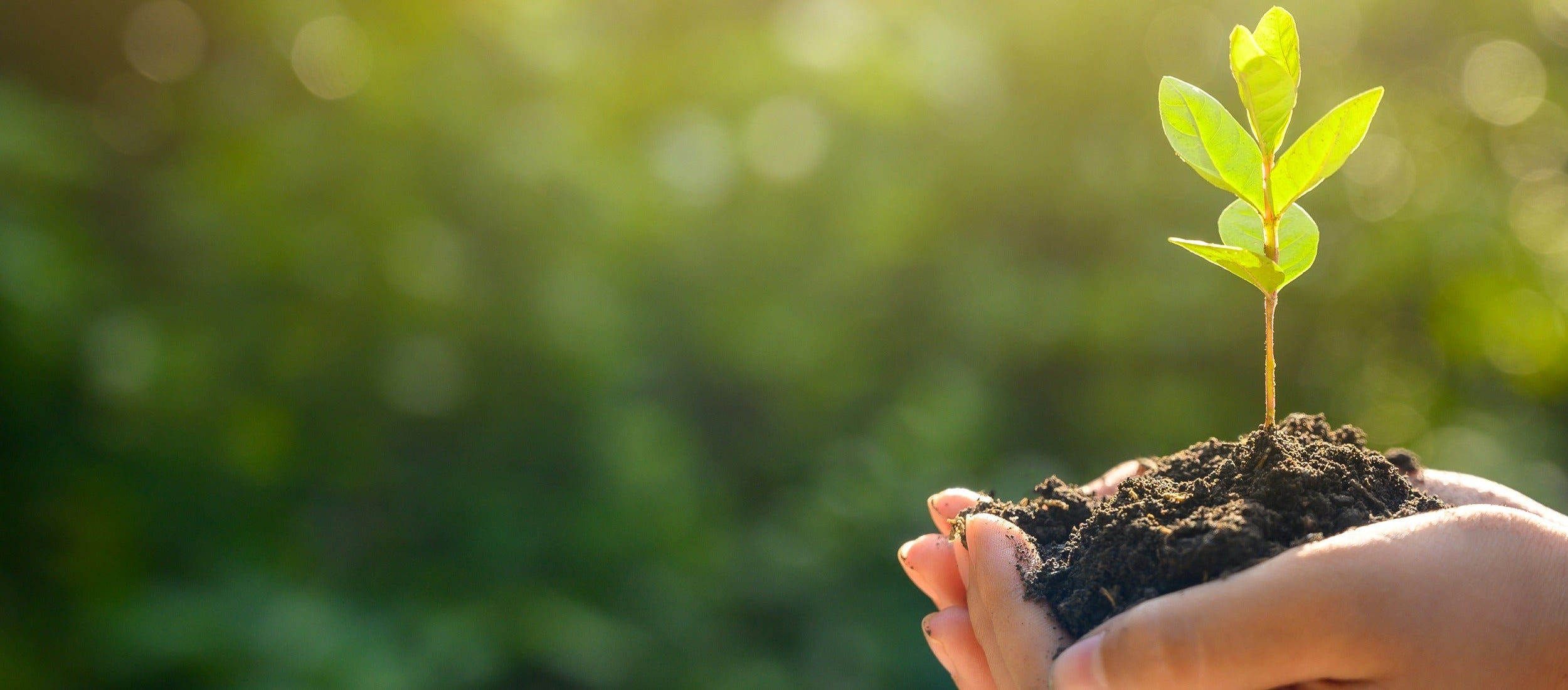 Hände halten Erde mit jungem Setzling, Symbol für Aufforstung und Nachhaltigkeit
