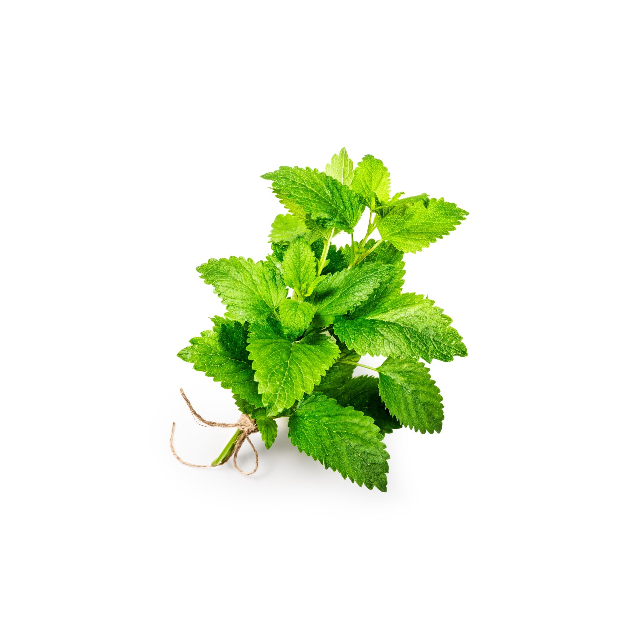 Bund frischer Bio-Melisse mit hellgrünen Blättern, auf weißem Hintergrund.