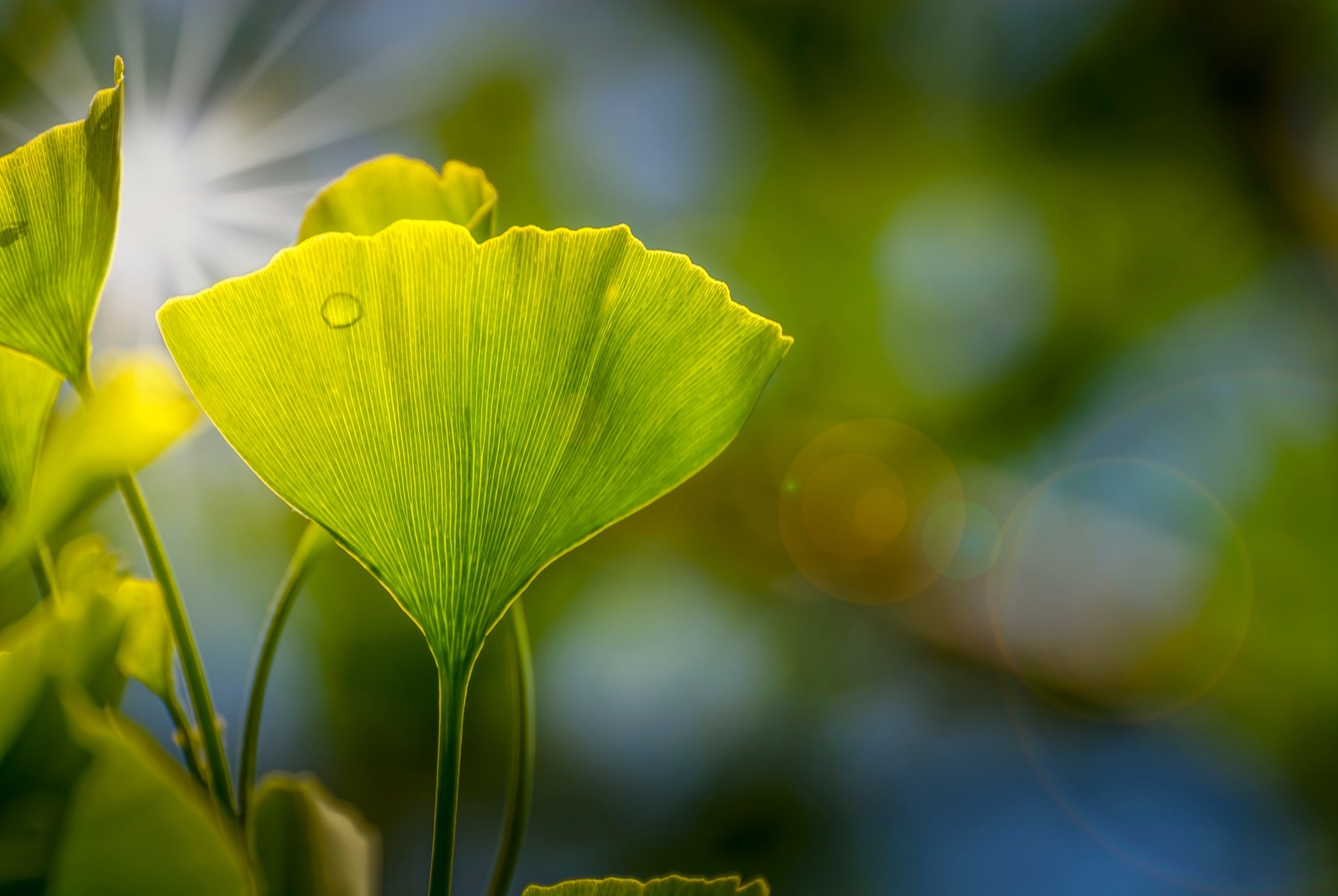 Leuchtend grünes Ginkgoblatt im Gegenlicht, unscharfer Hintergrund mit Sonnenstrahlen.