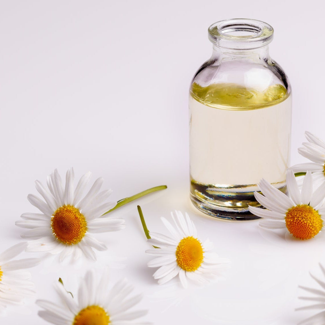 Flasche mit Kamillenöl, umgeben von frischen Kamillenblüten auf weißem Hintergrund