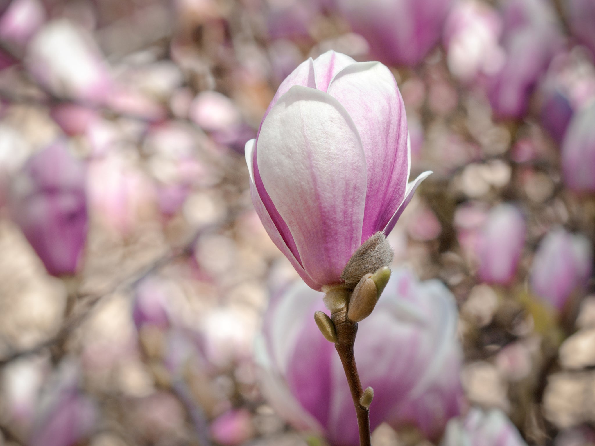 Nahaufnahme einer rosa-weißen Magnolienknospe mit unscharfem Hintergrund.