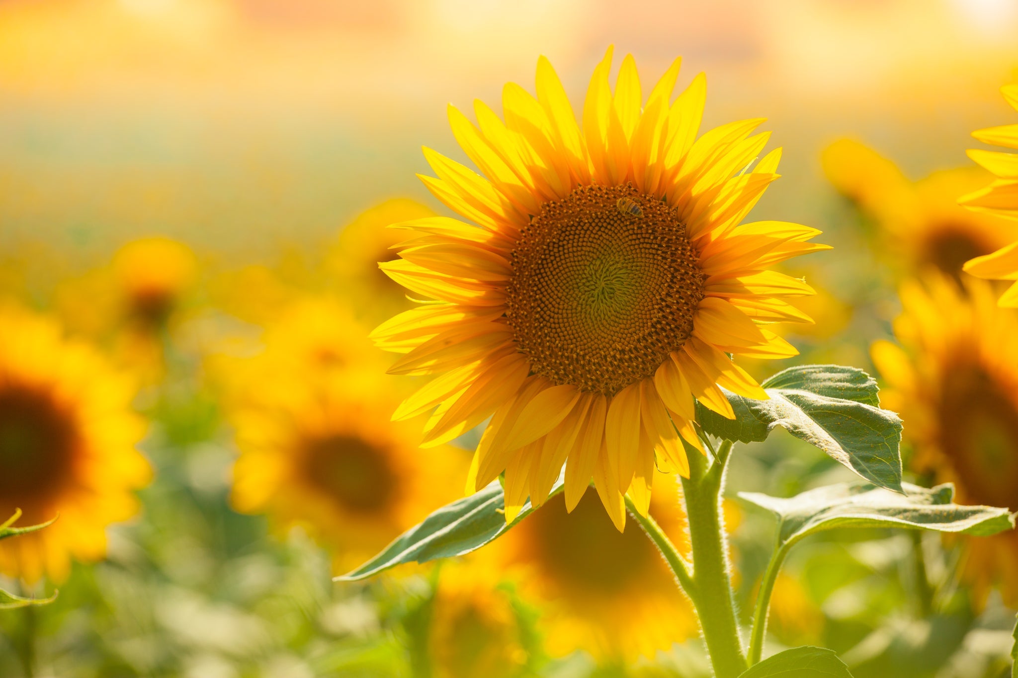 Sonnenblume in voller Blüte, umgeben von einem strahlenden Feld im Sommerlicht.