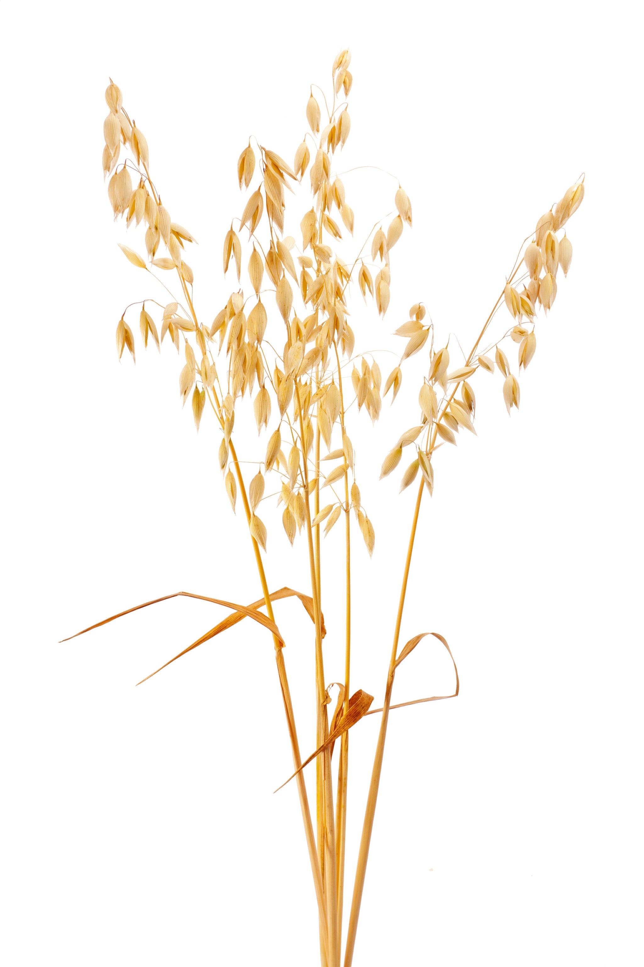 Getrocknete Haferhalme mit Ähren auf weißem Hintergrund.