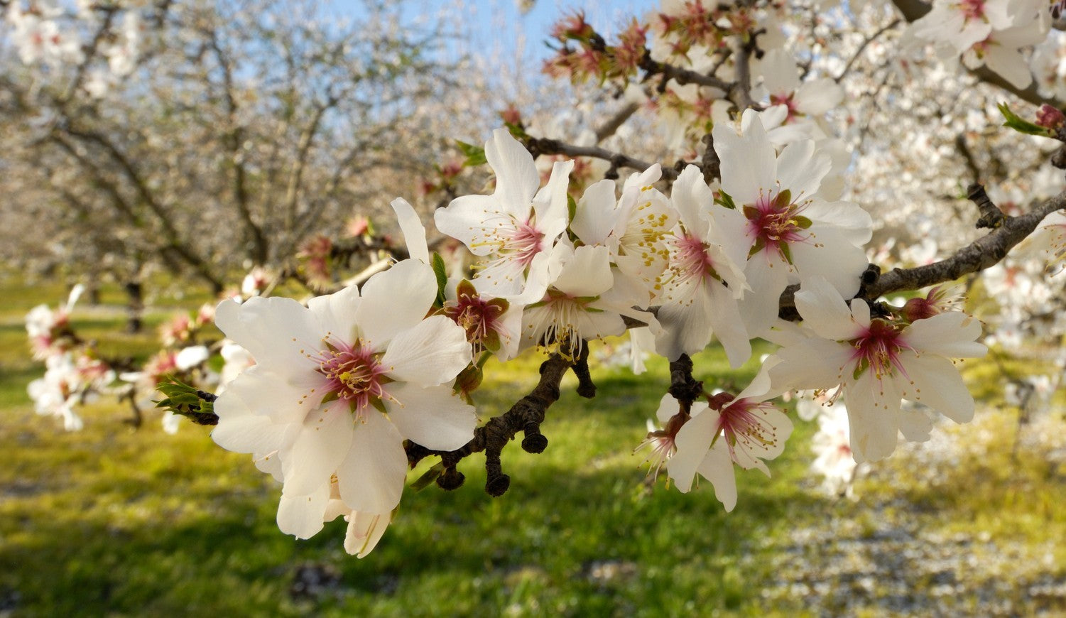 Blühende Mandelblüten in Nahaufnahme an einem Ast mit grünem Hintergrund.