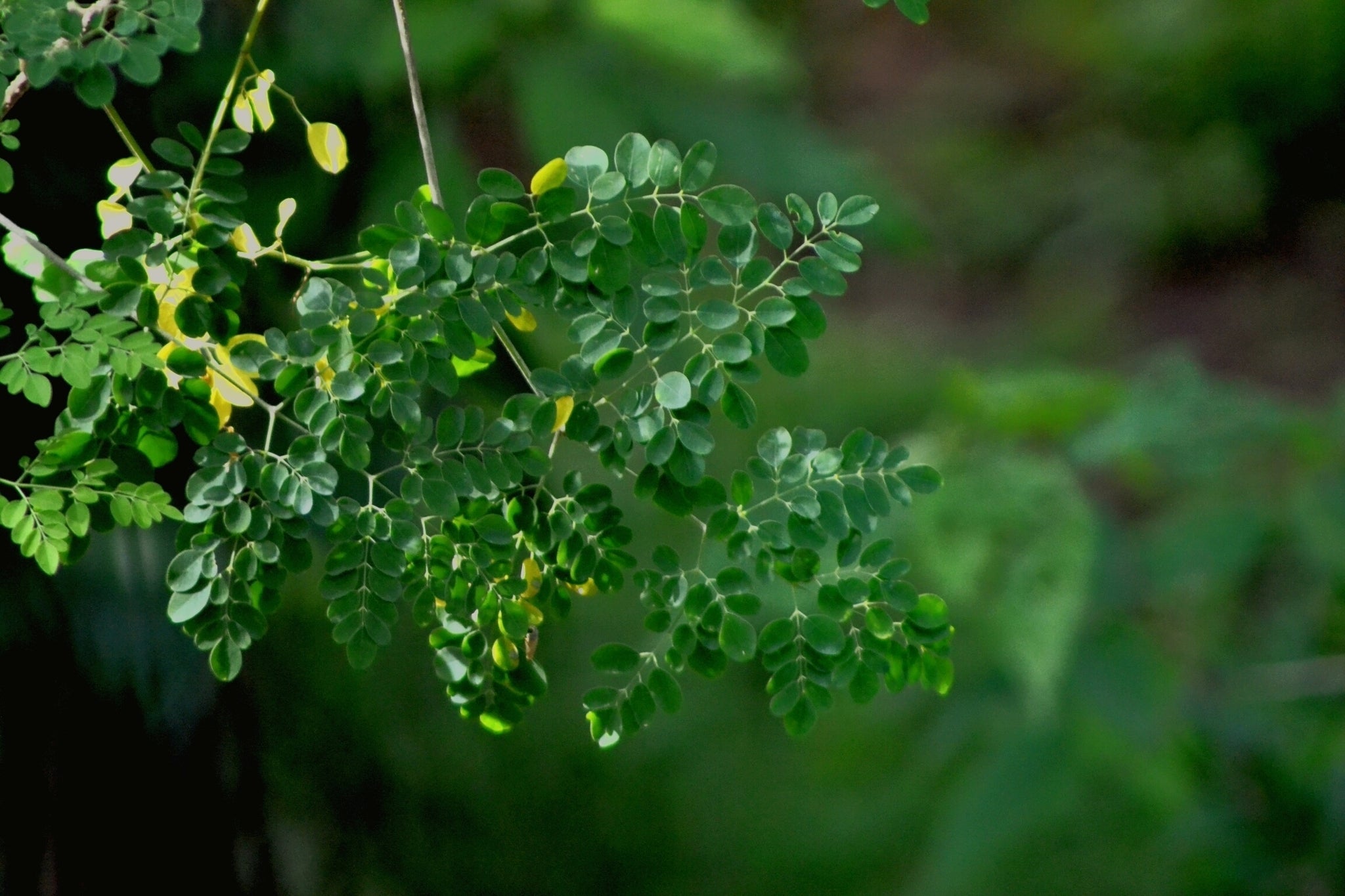 Frische Moringa-Blätter an einem Zweig im natürlichen Sonnenlicht.