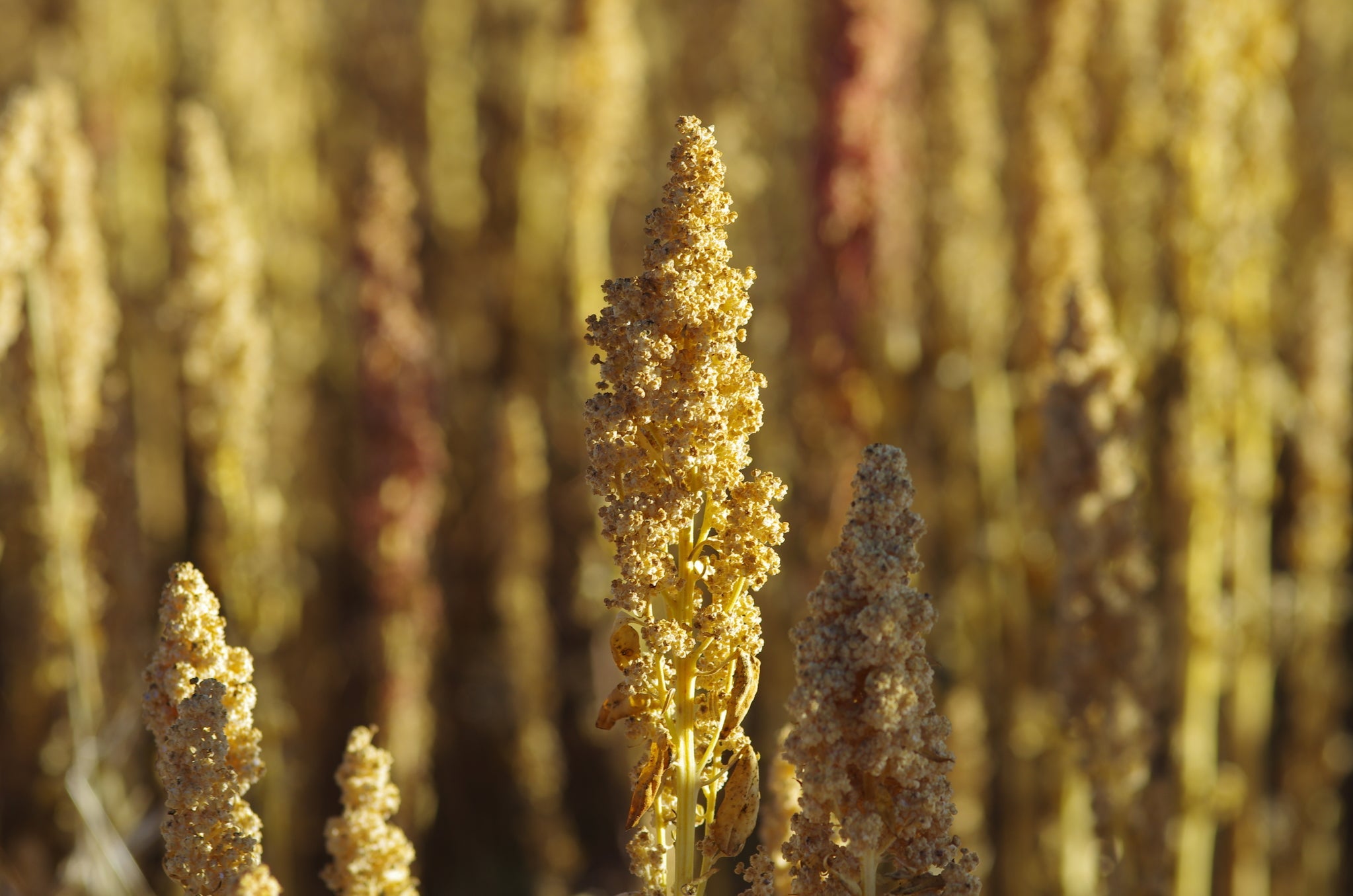 Einzelner goldgelber Quinoa-Samenstand in einem Feld, Fokus im Vordergrund.